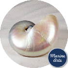 Nautilus Pearl Large 10cm